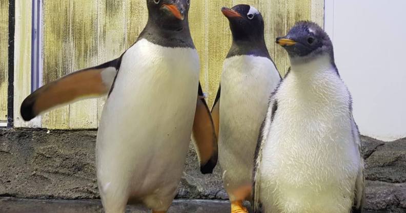 Gay penguin couple Sphen and Magic pictured with their chick Sphengic.