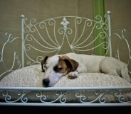 Luxury Dogs Hotel