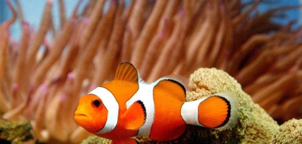 Clownfish