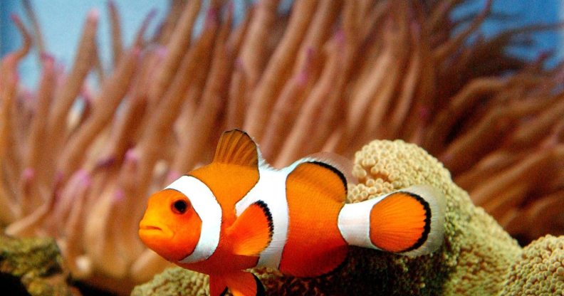 Clownfish