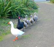 Henry the swan and Thomas the goose