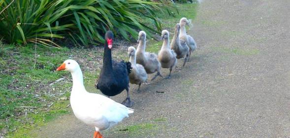 Henry the swan and Thomas the goose