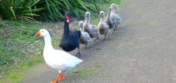 Thomas the blind bisexual goose (left) and Henry the bisexual swan.