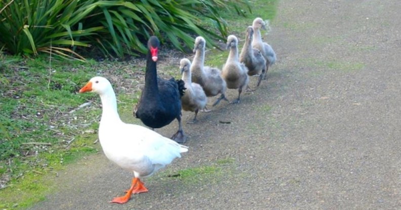 Thomas the blind bisexual goose (left) and Henry the bisexual swan.