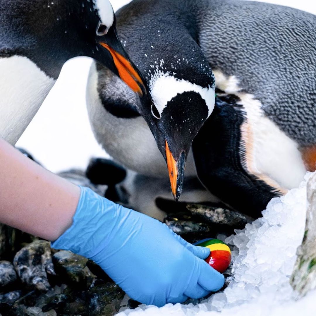 lesbian penguin couple welcome baby chick