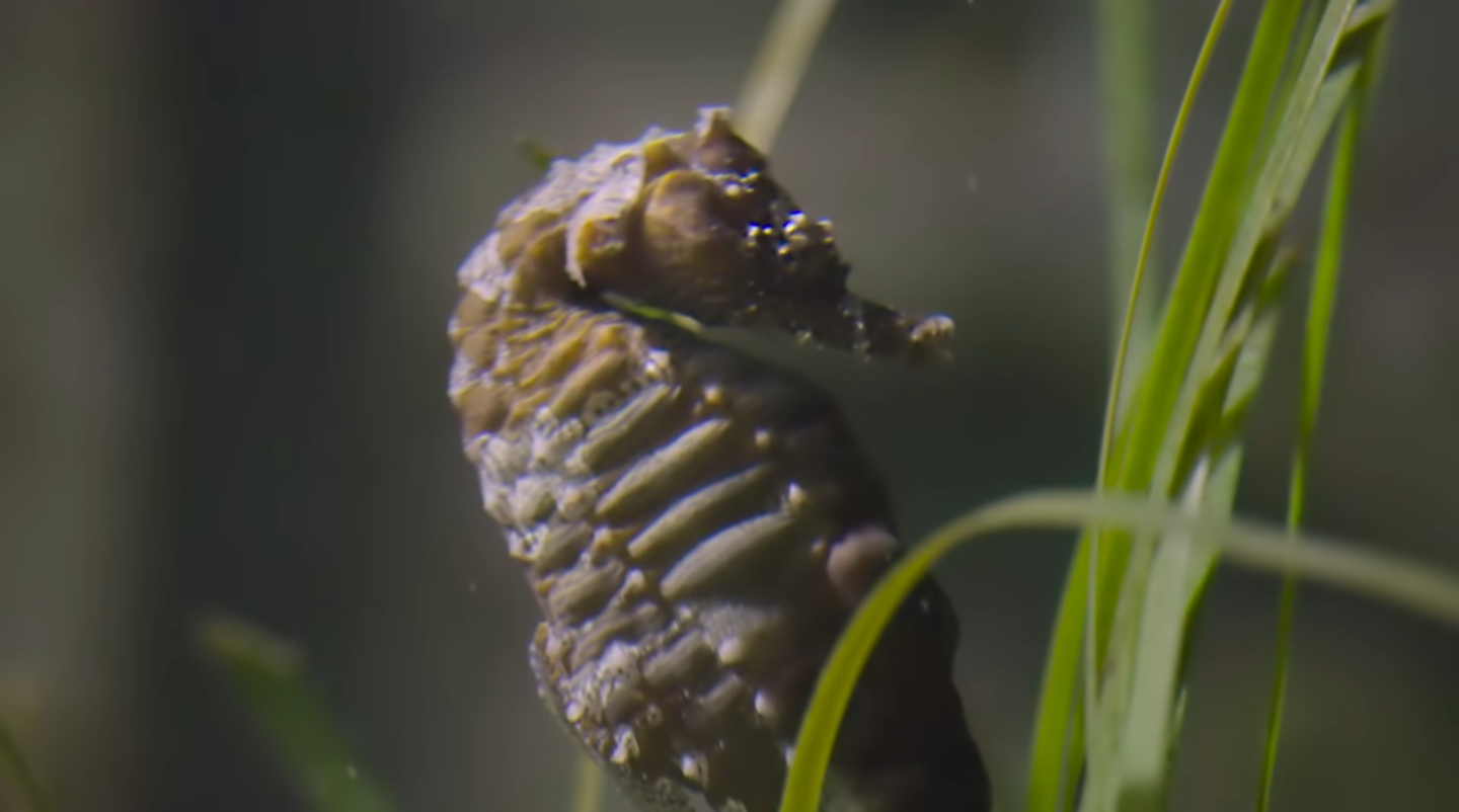 Seahorse documentary