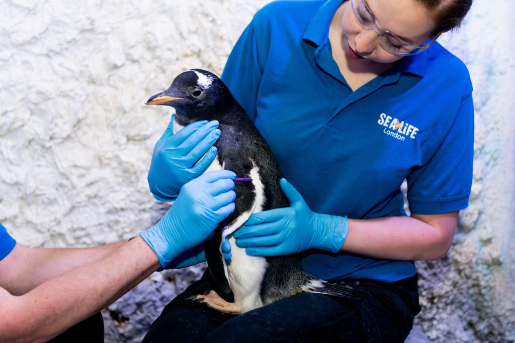 gender neutral penguin chick