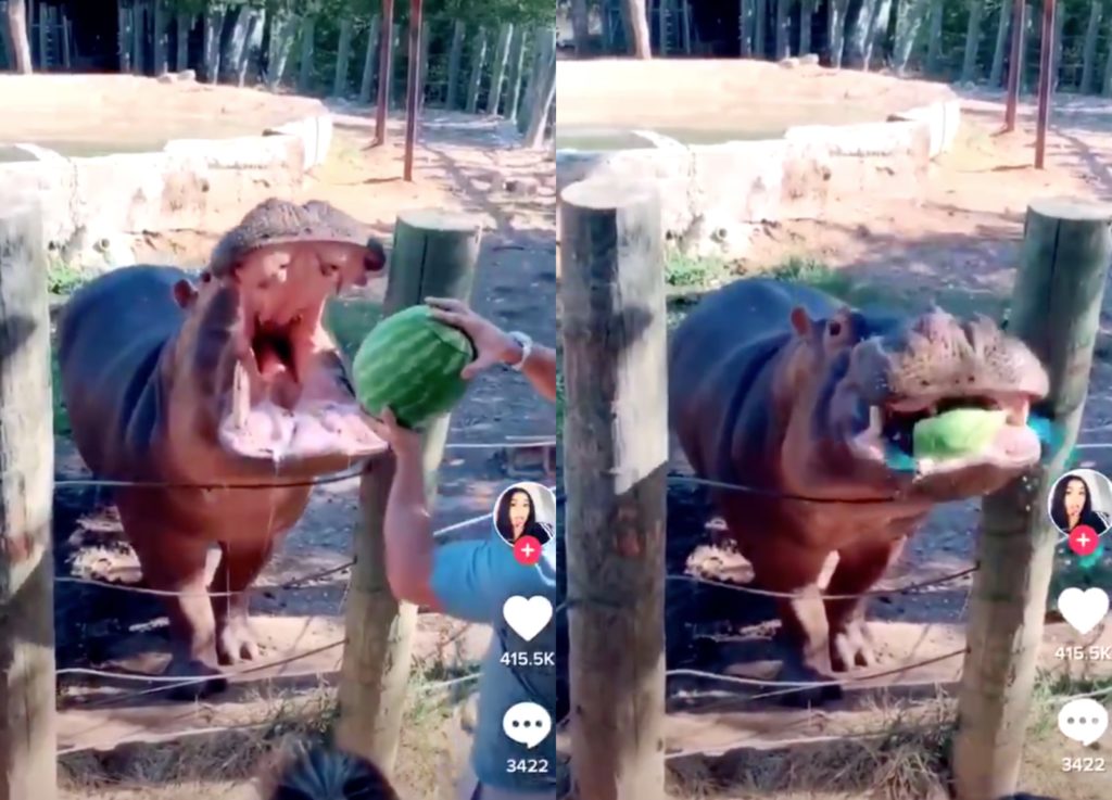 A couple enlisted a hippo to do the honours at what some Twitter users have said is the "worst gender reveal" party ever. (TikTok)