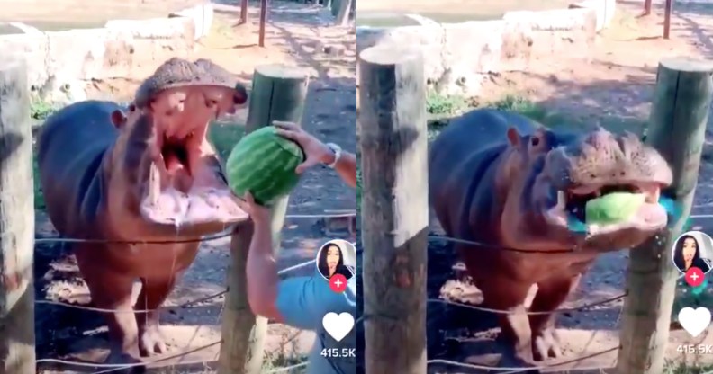 A couple enlisted a hippo to do the honours at what some Twitter users have said is the "worst gender reveal" party ever. (TikTok)