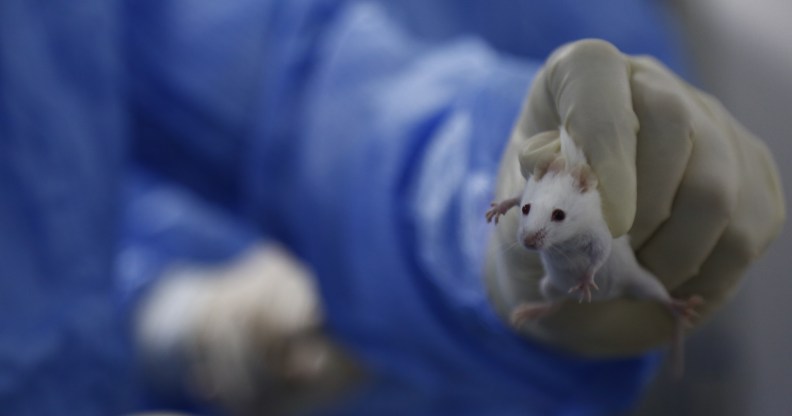 A gloved hand holding a lab mouse