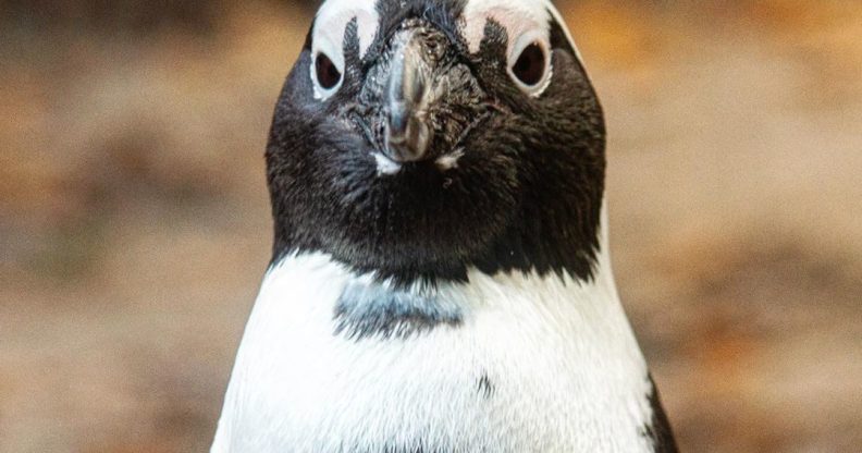 Gay penguin couple steals egg