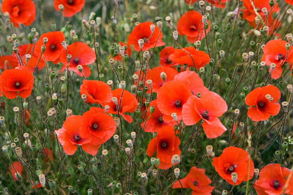 Poppy field, Cotswolds, United Kingdom. (Tim Graham/Getty Images)