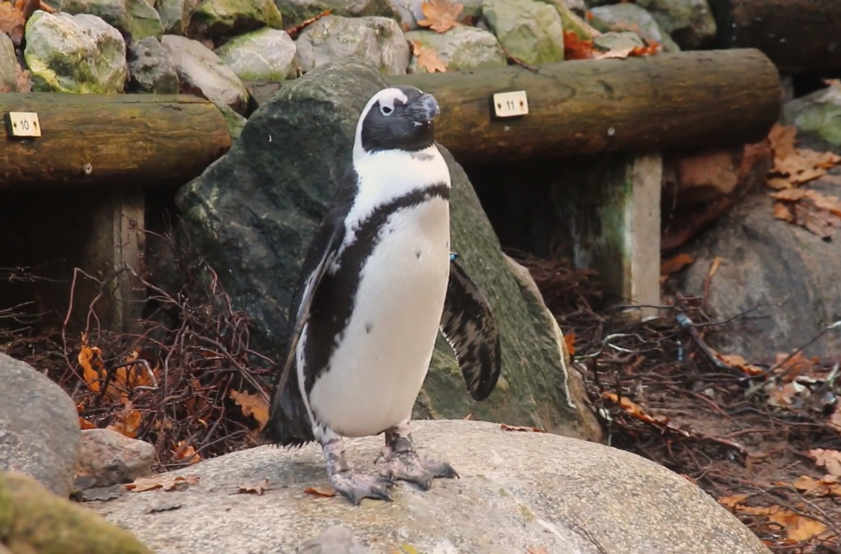 Gay penguin couple steals egg