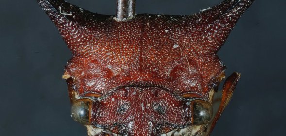 The new unique species of treehopper, officially named Kaikaia gaga, was discovered on the Pacific coast of Nicaragua