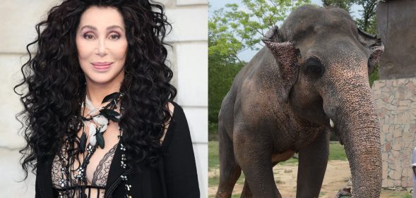 Cher shared her delight in the news that a lonely elephant in Pakistan is being freed. (Mike Marsland/Mike Marsland/WireImage/AAMIR QURESHI/AFP via Getty Images)