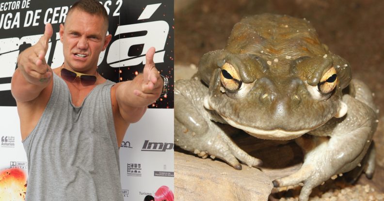 Spanish porn star Nacho Vidal (L) and the bufo alvarius toad. (Carlos Alvarez/Getty Images/Wikimedia Commons)