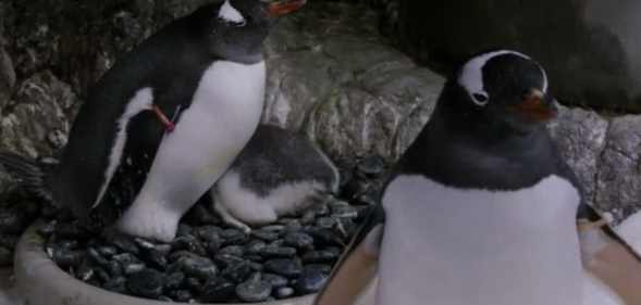 Sphen and Magic, two male gentoo penguins at the Sea Life Aquarium in Sydney