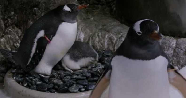 Sphen and Magic, two male gentoo penguins at the Sea Life Aquarium in Sydney