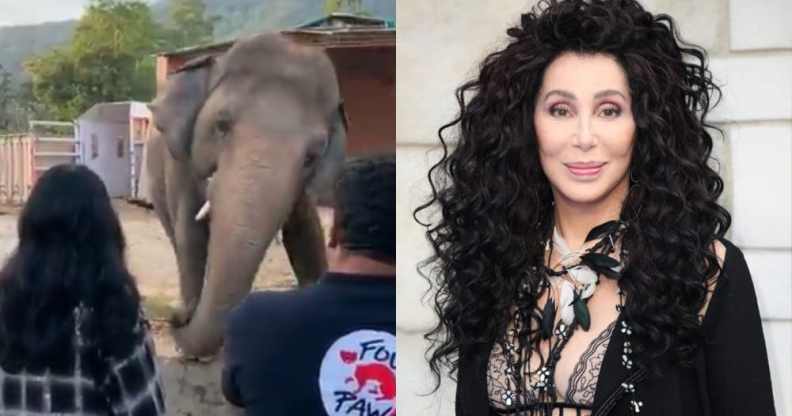 Cher looking at an elephant