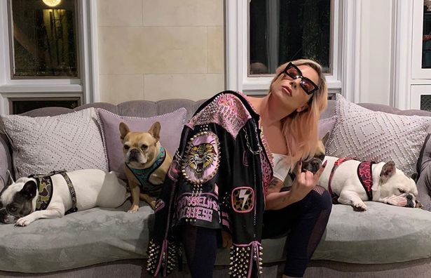 Lady Gaga dogs stolen