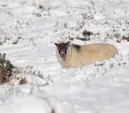 sheep watches as it stands in snow that has settled on Dartmoor on February 2, 2012