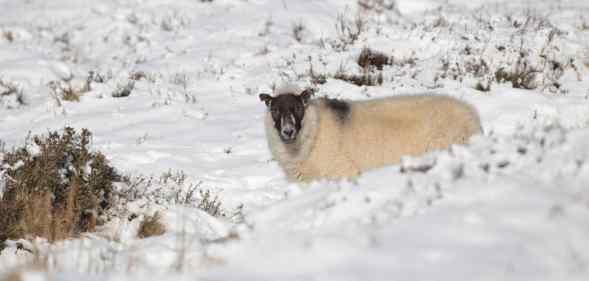 sheep watches as it stands in snow that has settled on Dartmoor on February 2, 2012