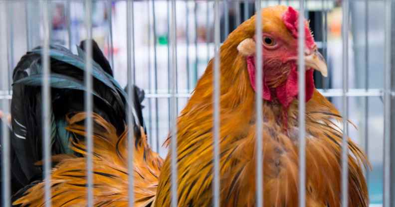 cockerel in a cage