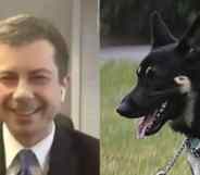 On the left: Pete Buttigieg shows his hands to the camera while wearing a suit. On the right: Major, a German Shepard, pants while standing on a lawn