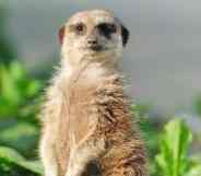 Picture of a meerkat staring at the audience as a TikToker jokes the animal should be adopted as a new gay stereotype