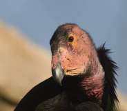 California Condors