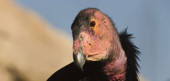 California Condors