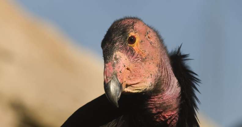 California Condors