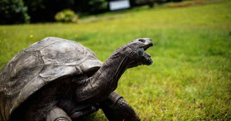 Jonathan the gay giant tortoise