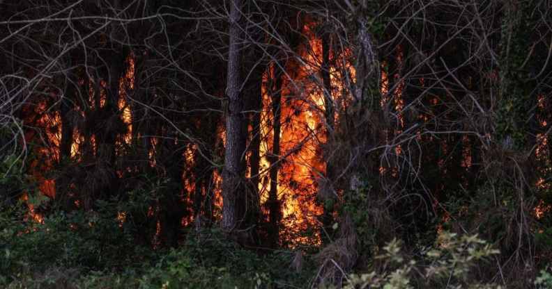 This picture taken on July 17, 2022, shows a forest fire near Louchats in Gironde, southwestern France.