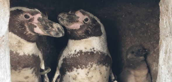 Gay penguins in the Oceanarium, Bournemouth