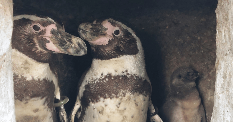 Gay penguins in the Oceanarium, Bournemouth