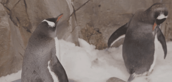 A photo of same-sex paired penguins Klaus and Jones at the Melbourne Sea Life Aquarium