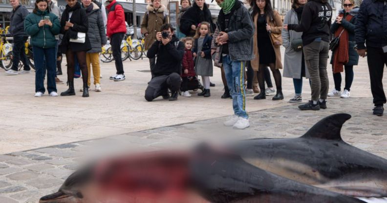 Two mutilated dolphin corpses next to a crowd of people.