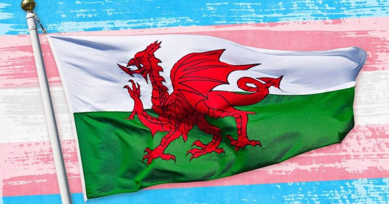 Welsh flag on a trans flag backdrop