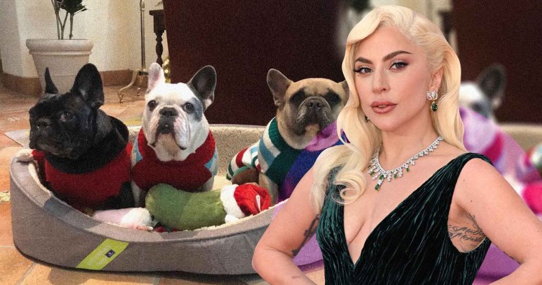 An image composite featuring Lady Gaga in the foreground in a black dress and silver necklace, and her French bulldogs in the background.