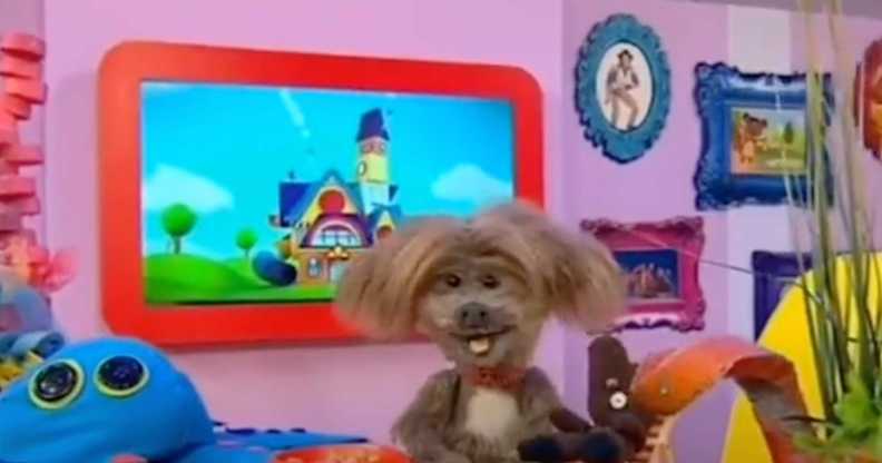 CBeebies' Dodge T Dog explained how some fish can go from being a boy fish to a girl fish in a segment that has triggered transphobia fury.